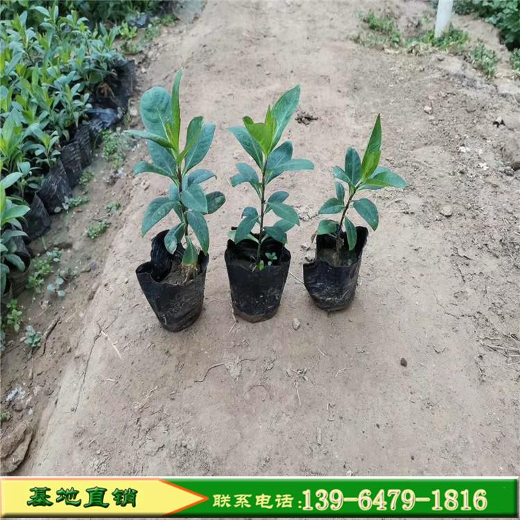 玫红色直立福禄考颜色多品种全 河北宿根福禄考种植基地