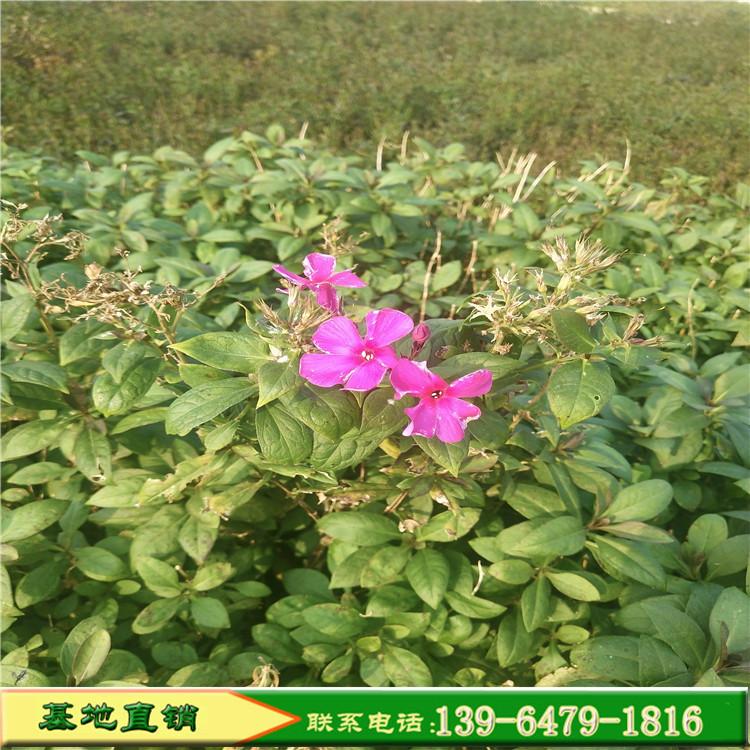 陕西芝樱花花海用苗 直立福禄考基地现货 花海设计专家