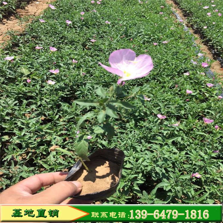 美丽月见草 四季樱草盆栽 花期4-10月天天开 多年生易种植