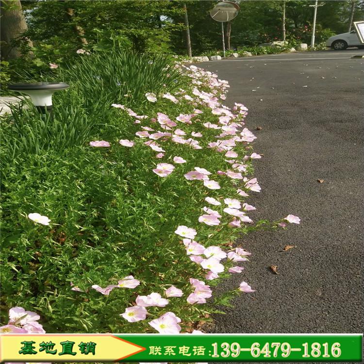 美丽月见草杯苗价格 多年生粉色花卉 四季樱草小苗
