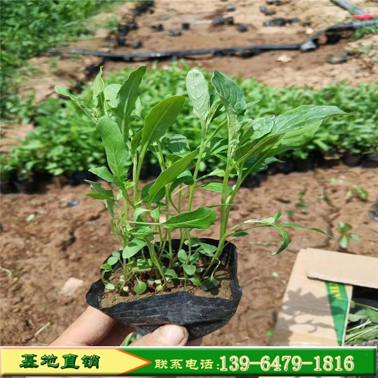 开花好的美丽月见草 美丽月见草苗种植基地 量大优惠提供种植技术