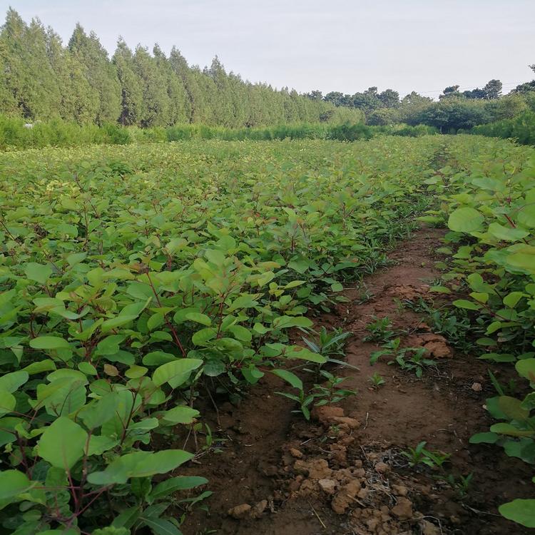 黄栌价格 潍坊苗木产地 侧柏