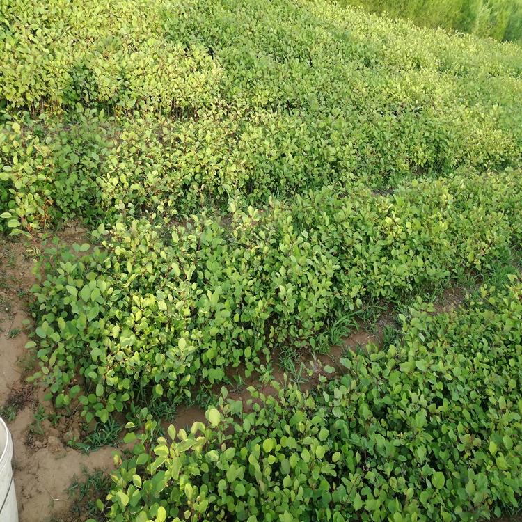 火爆热销 黄栌特卖 潍坊荣林苗木