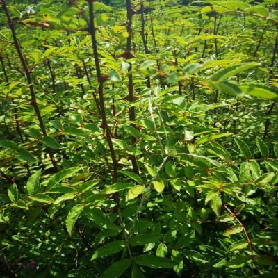 四川花椒苗/四川大红袍花椒苗价格/四川汉源花椒苗