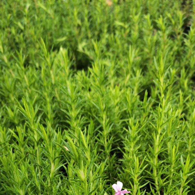 福禄考价格  丛生福禄考基地  芝樱价格  草花基地