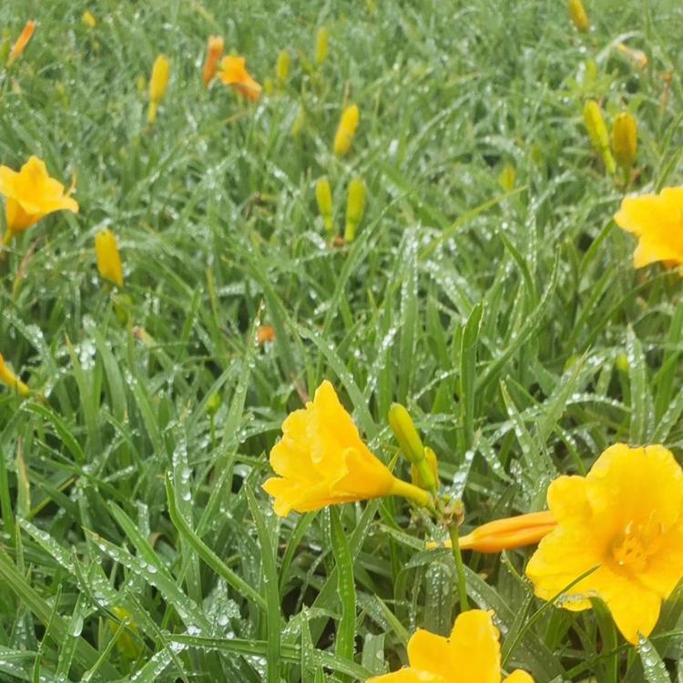萱草价格  金娃娃萱草批发 大花萱草价格  山东草花基地