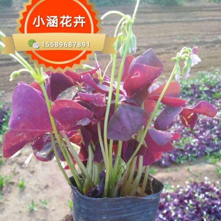 紫叶榨浆草价格 红叶醡浆草报价 小涵花卉紫叶榨浆草