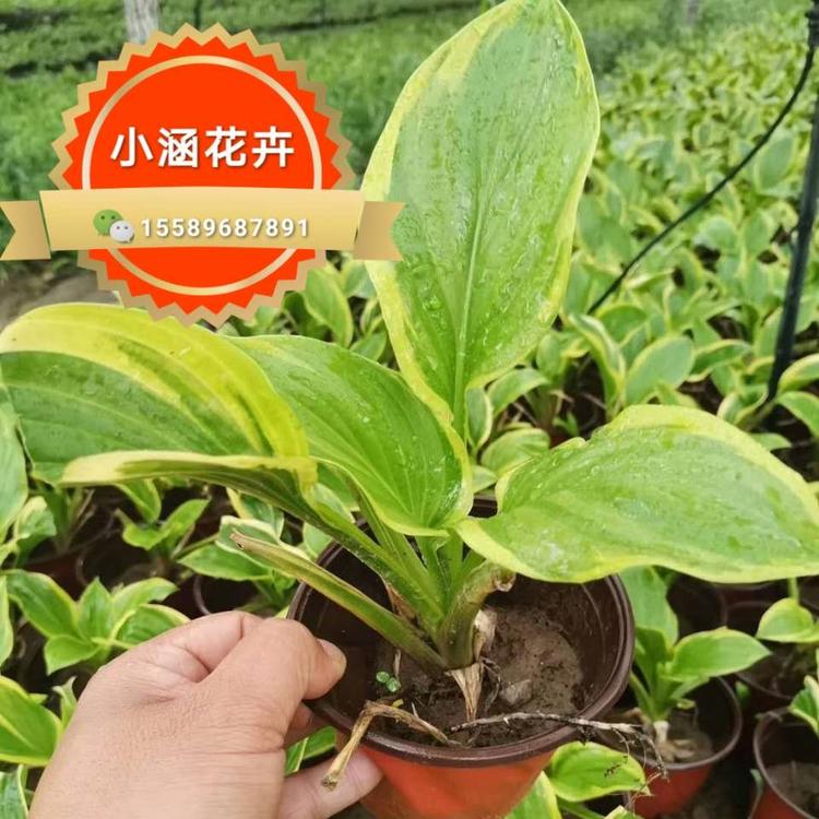 金边玉簪价格 小涵花卉花叶玉簪 玉簪价格