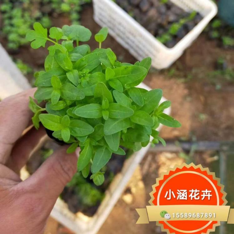 青州千屈菜价格 小涵花卉千屈菜批发 优质千屈草