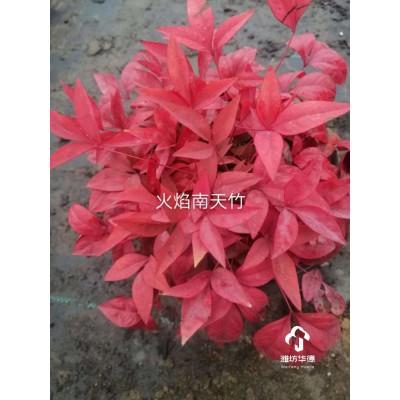 基地直售火焰南天竹 火焰南天竹价格 园林绿化