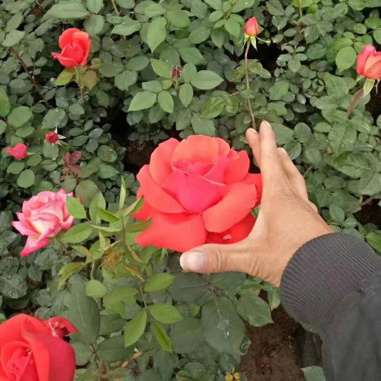 大量批发 开花月季 大花月季 大花月季报价