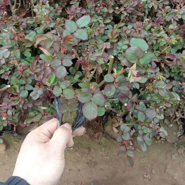 丰花月季哪里有  丰花月季种植基地  丰花月季报价