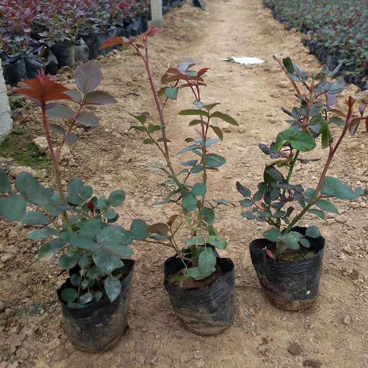 丰花月季报价  山东丰花月季种植基地 -滕东    丰花月季大量供应