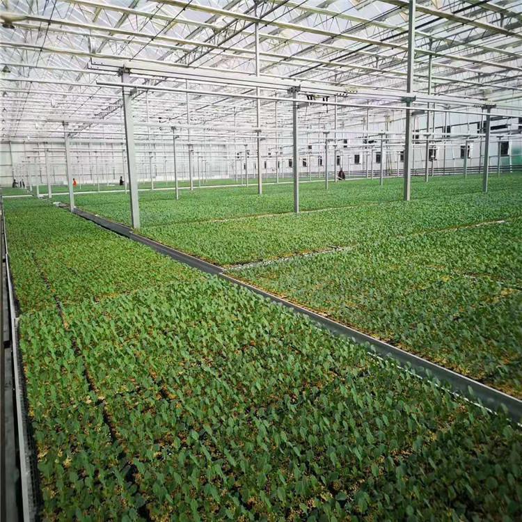 以色列潮汐叶菜系统项目 水肥一体化栽培 绿色放心 方立农业优惠
