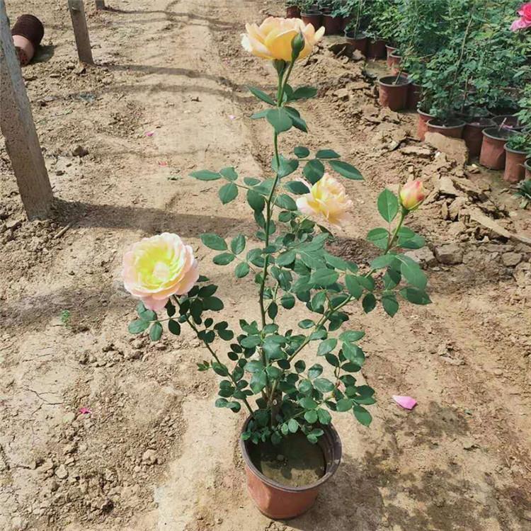 欧月 长势好的月季 价格实惠 欧月种植基地