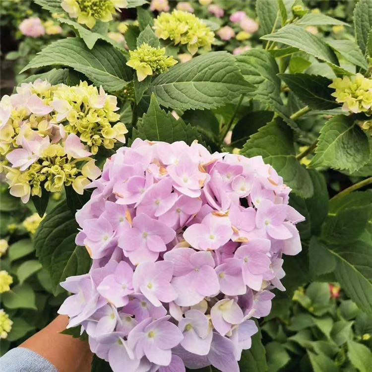 绣球 青州绣球种植基地 苗圃批发