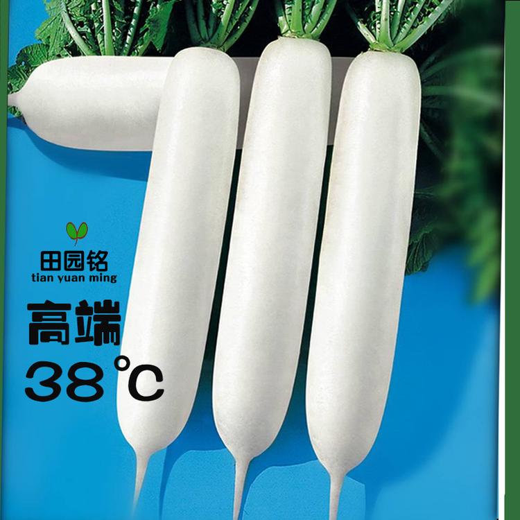 白萝卜种子耐热抗病强晚春夏秋季播种大面积纯白色皮厚耐裂萝卜籽厂家直销腾运种业批发代理 厚皮耐热白萝卜种子籽