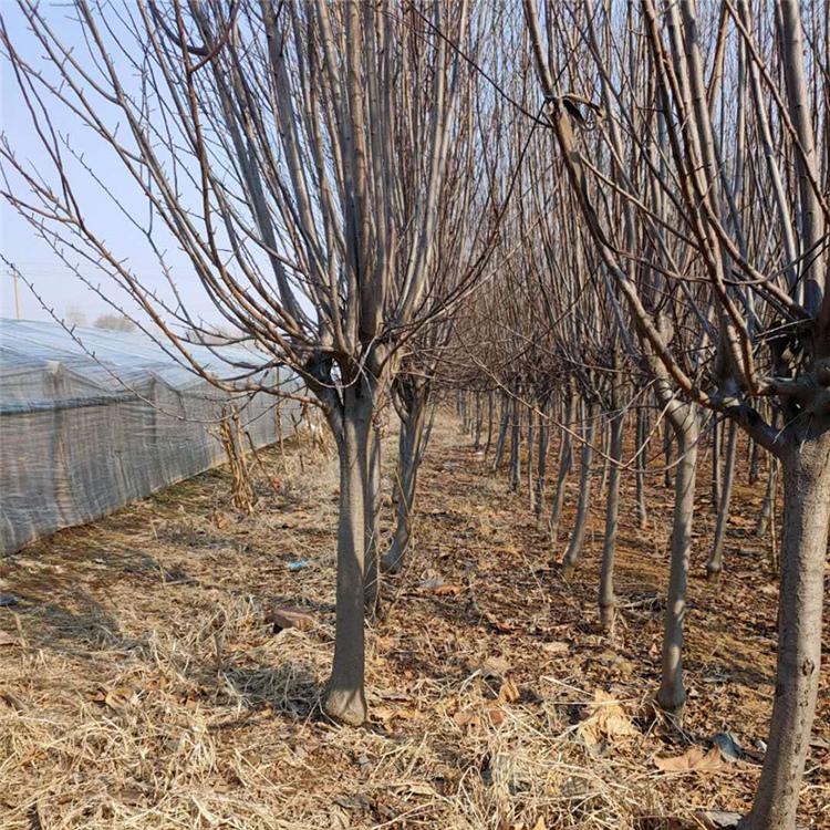 红叶李批发商 苗圃直销红叶李 红叶李工程苗