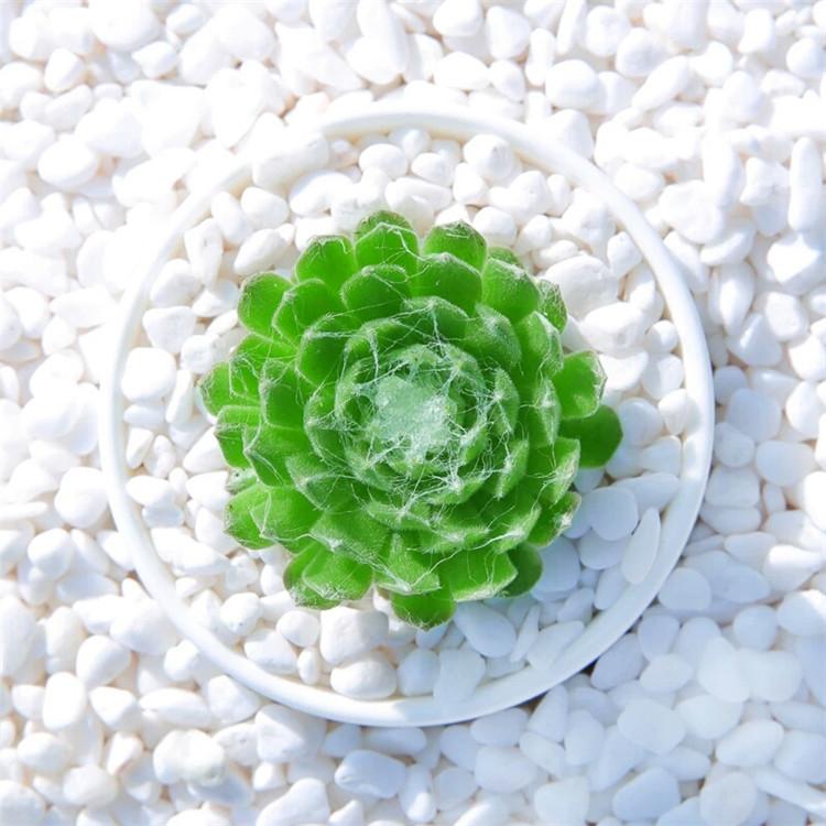 西安DIY多肉植物批发   西安DIY多肉植物零售   西安DIY多肉植物销售    西安DIY多肉植物价格