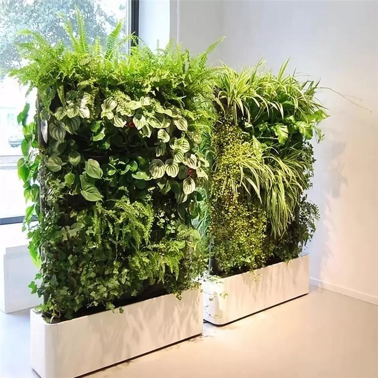 西安大型植物租摆价格  西安大型植物租摆批发  西安大型植物租摆零售