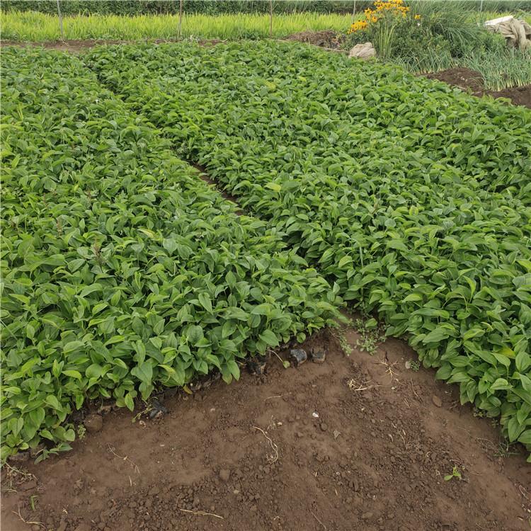 松果菊基地直供  花海专用松果菊  批发松果菊价格