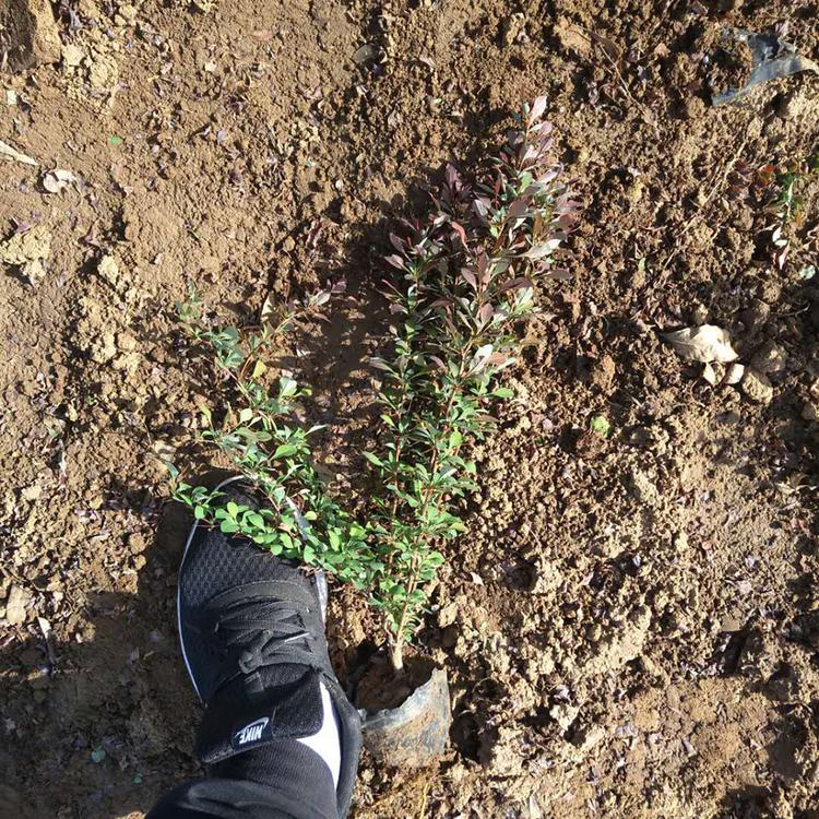 红叶小檗绿化苗 报价合理的绿篱【红叶小檗】种植基地_冠鑫