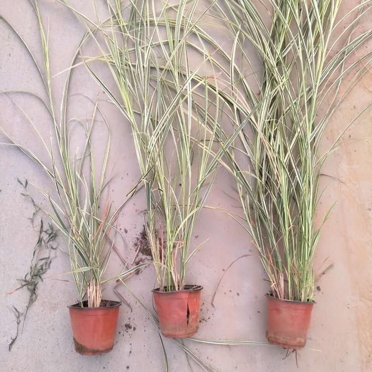 花叶芒种植基地_冠鑫_暖季丛生型花叶芒 量大优惠