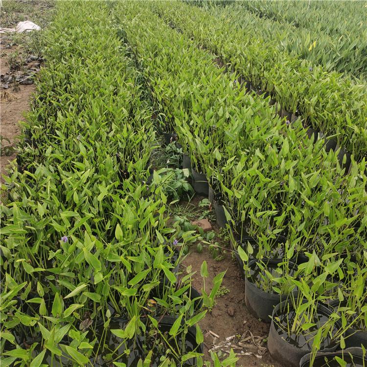 水生植物梭鱼草基地   批发梭鱼草价格  耐涝梭鱼草