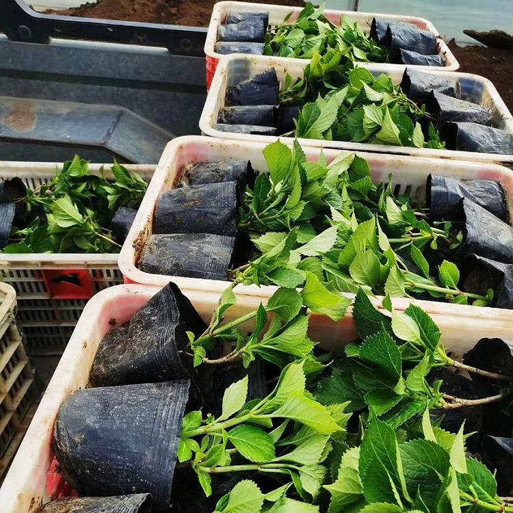 木绣球报价 青州木绣球花卉种植基地 森木