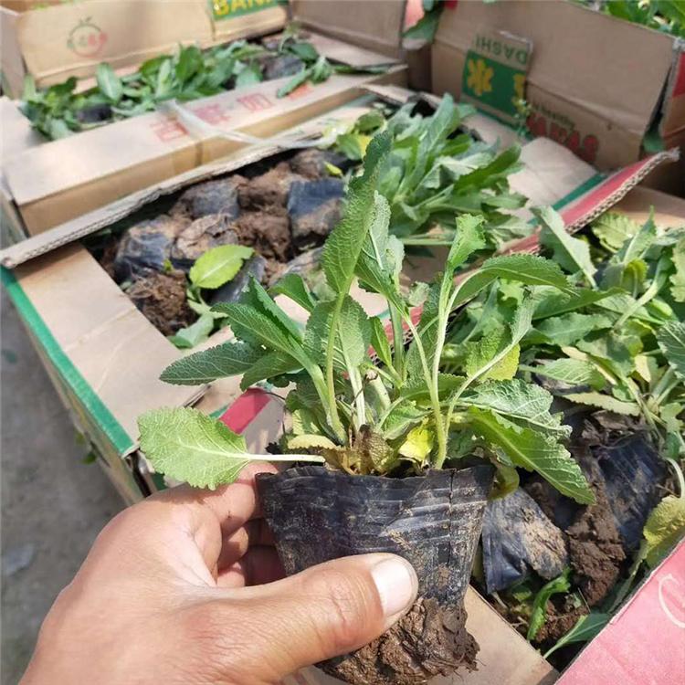 鼠尾草批发 地被鼠尾草出售