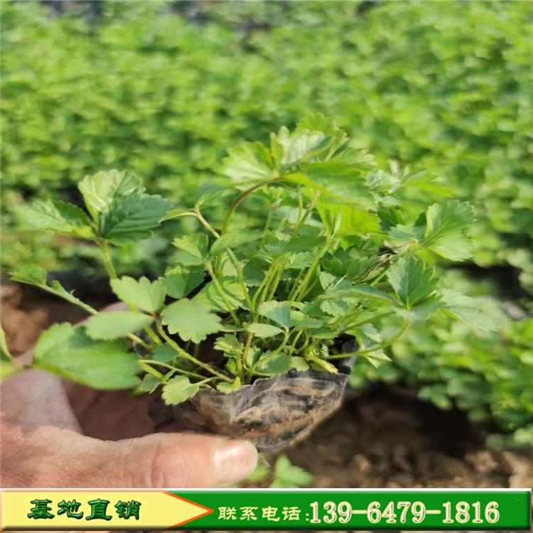 绿化景观蛇莓营养钵苗 室内盆栽野草莓 铺地栽植绿化植物