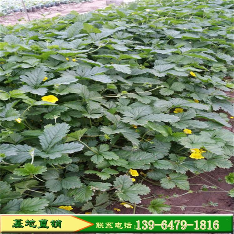 地被蛇莓种植基地 花带景观 供应宿根草本蛇莓小苗