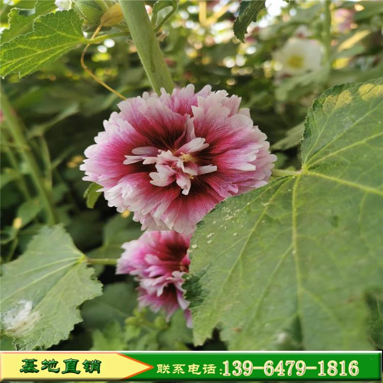 山东蜀葵小苗种植基地 盆栽蜀葵报价 种子价格
