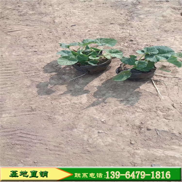 蜀葵种植基地 山东蜀葵种苗价格 大花秋葵道路公园绿化