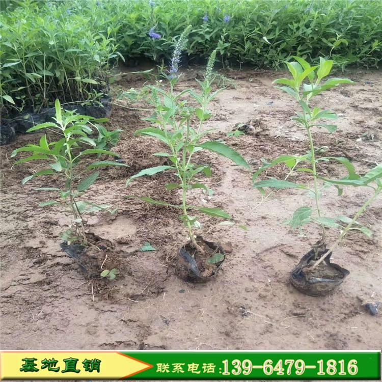 蓝紫色花婆婆纳小苗批发 山东青州营养杯苗耐贫瘠草花婆婆纳