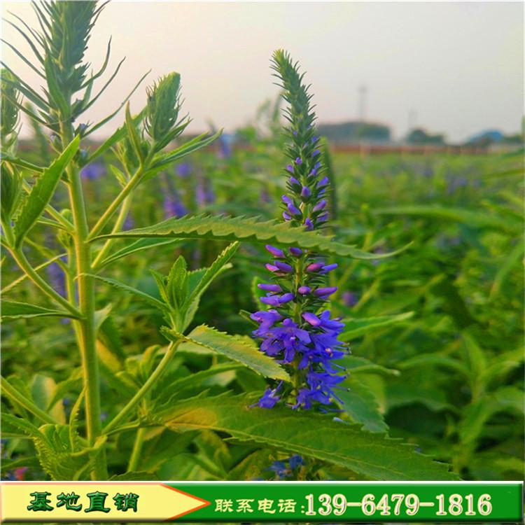 绿化草花婆婆纳 宿根多年生草本花卉 带土婆婆纳耐寒花卉