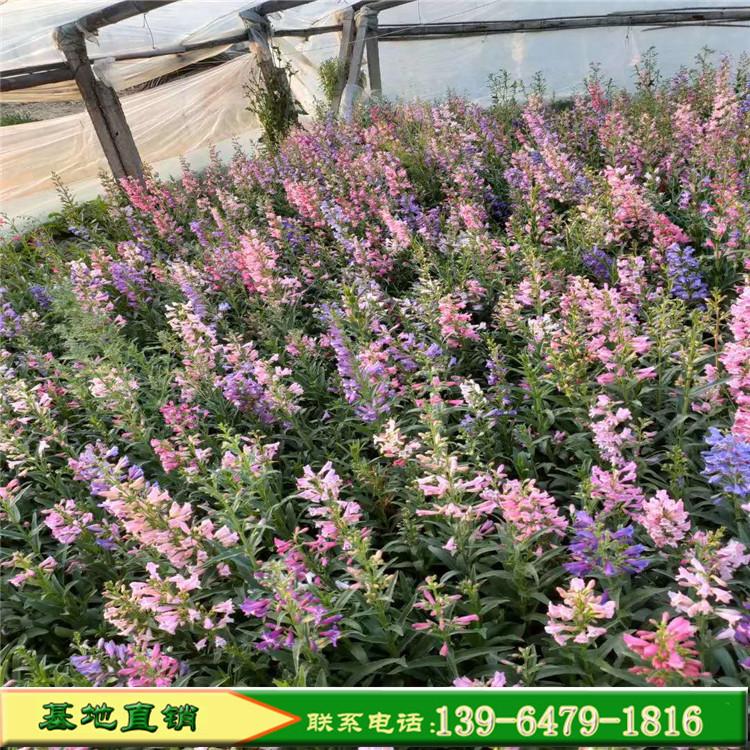 地被植物吊钟柳苗 湿地绿化净化空气 观花植物吊钟柳