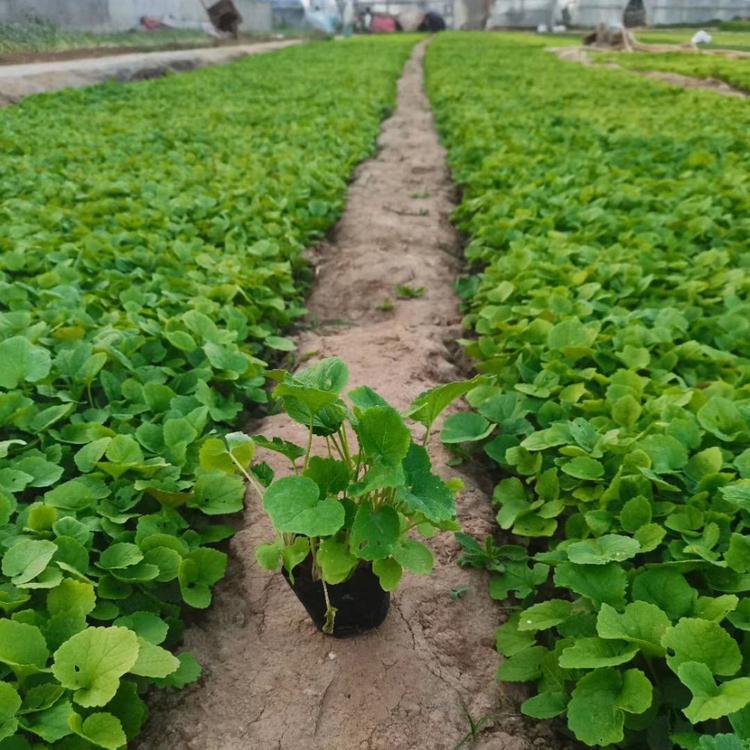 二月兰基地  草花直供  金鸡菊  欧石竹  满天星 青州草花