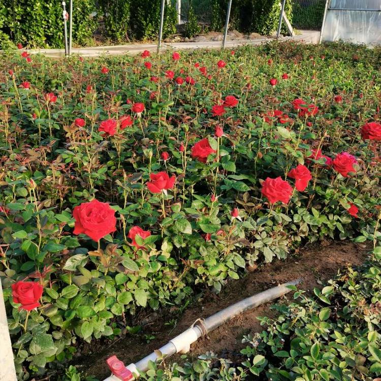大花月季大量现货直销大花月季报价欢迎致电天一花卉