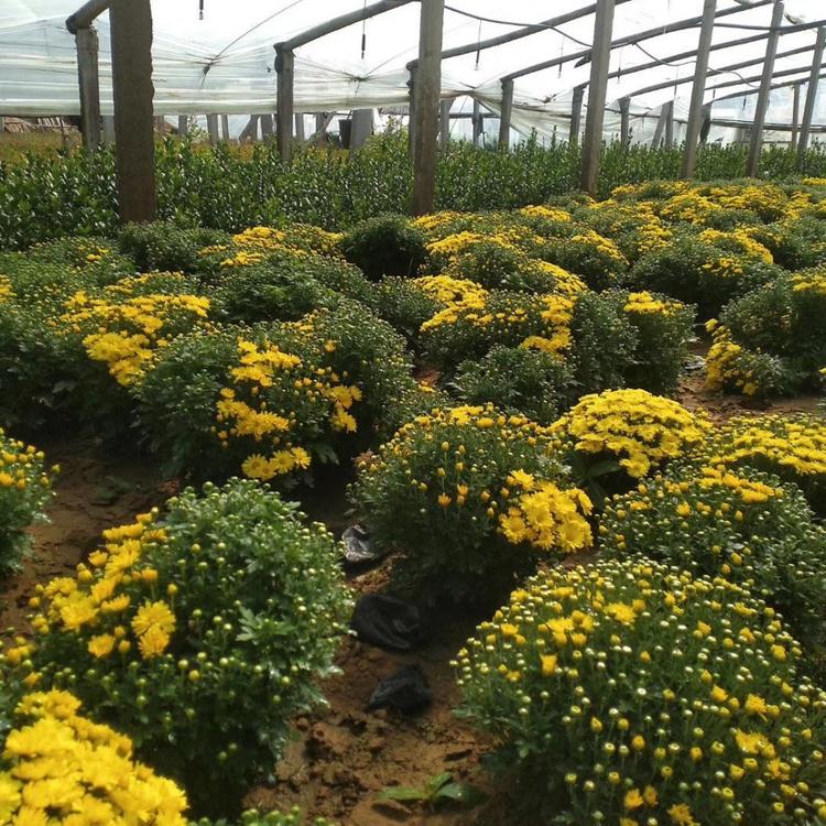 国庆菊价格 国庆菊批发 满天星菊花  时令草花 摆组专用