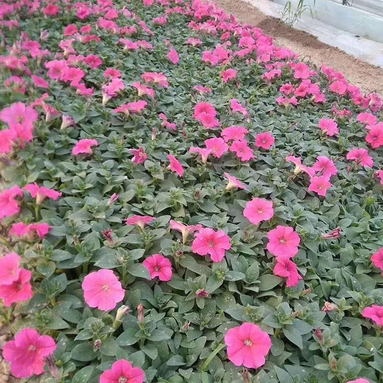 垂吊牵牛 多花色垂吊牵牛基地 现货供应