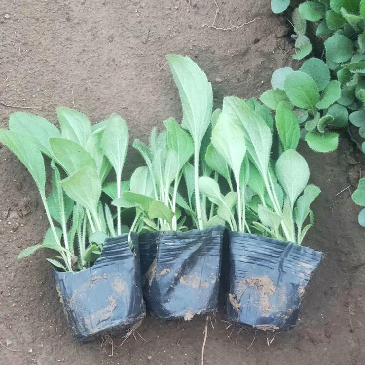 黑心菊苗 黑心菊种植基地 黑心菊报价 欢迎致电询价