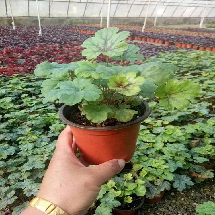 价格从优 山东矾根 矾根行情