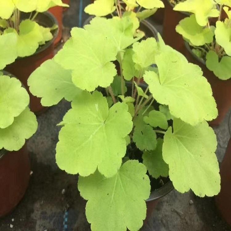 多年生草花 大盆矾根 青州矾根供应商