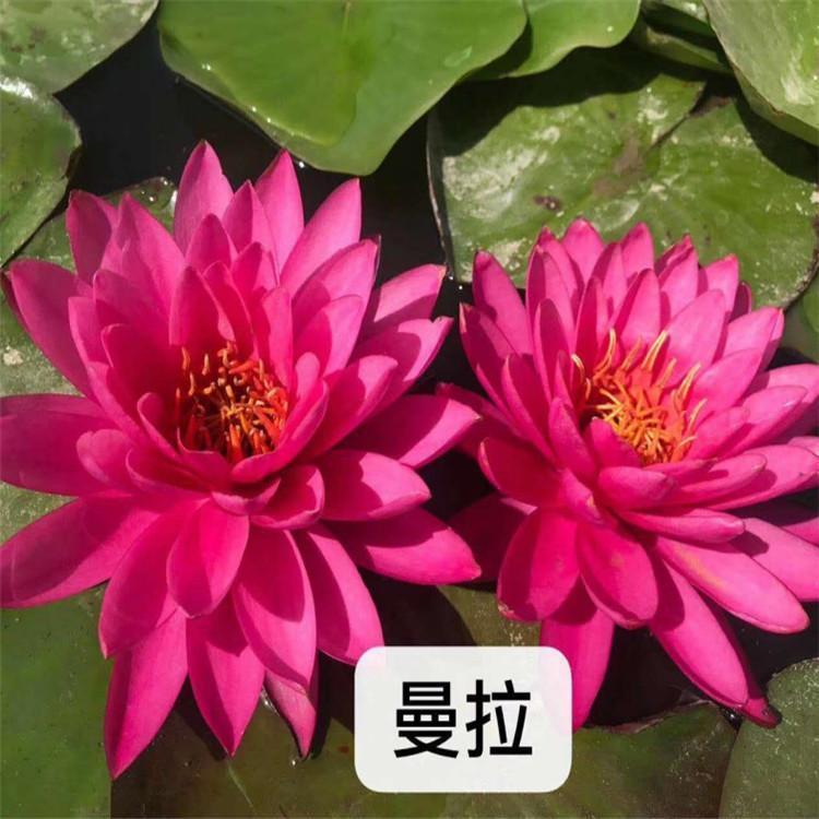 睡莲价格 青州睡莲自产直供