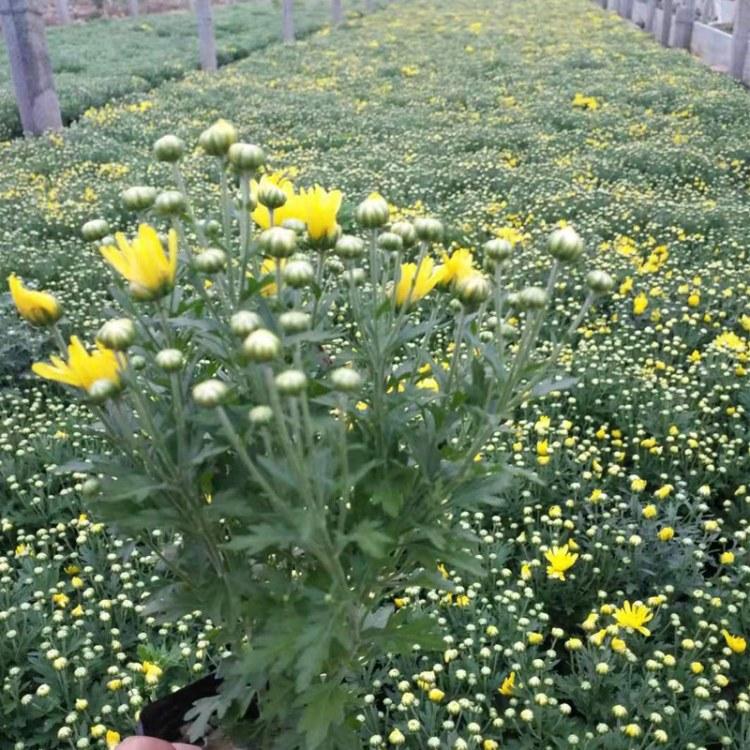 千头菊 千头菊自产批发