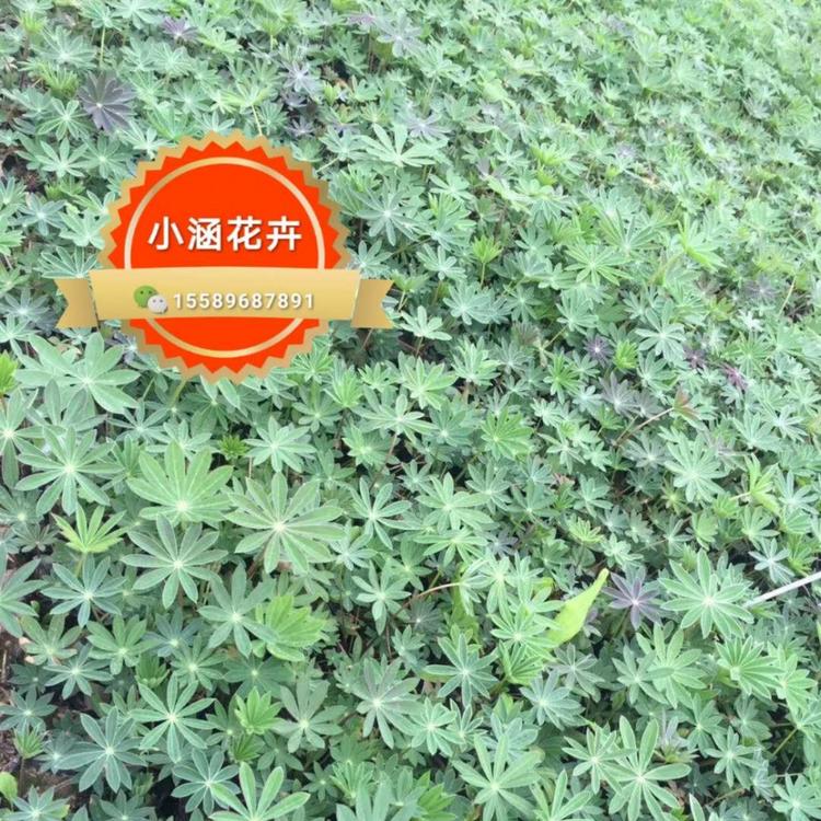鲁冰花价格