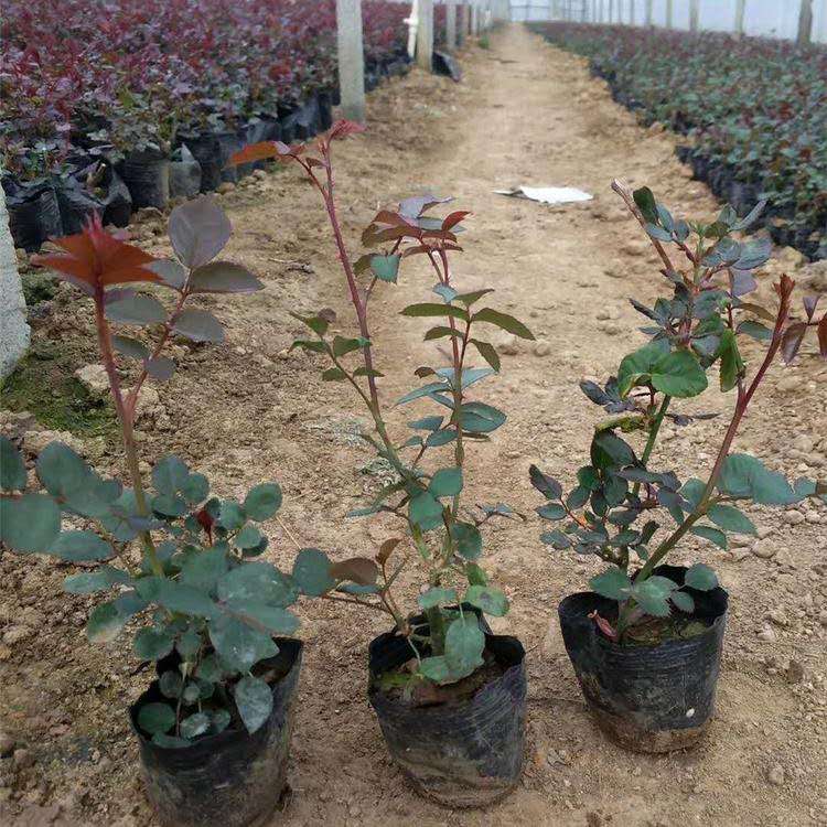 大花月季批售 大花月季培育 山东大花月季基地