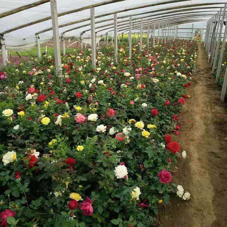大花月季供应 大花月季种植基地 苗圃直供