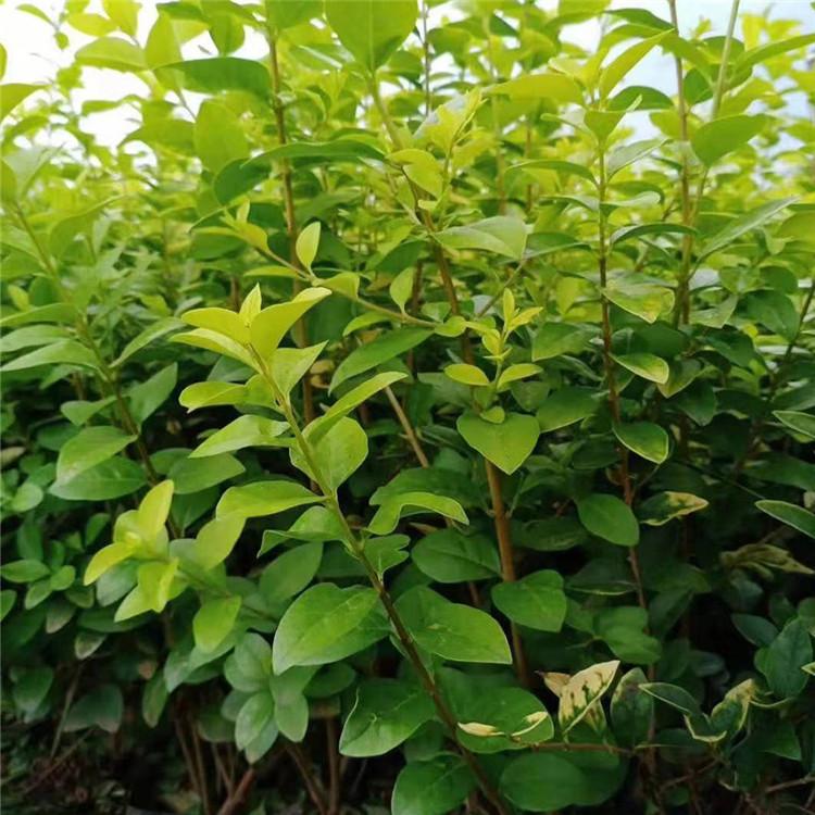 大叶扶芳藤 青州大叶扶芳藤供货商 绿化苗木批发